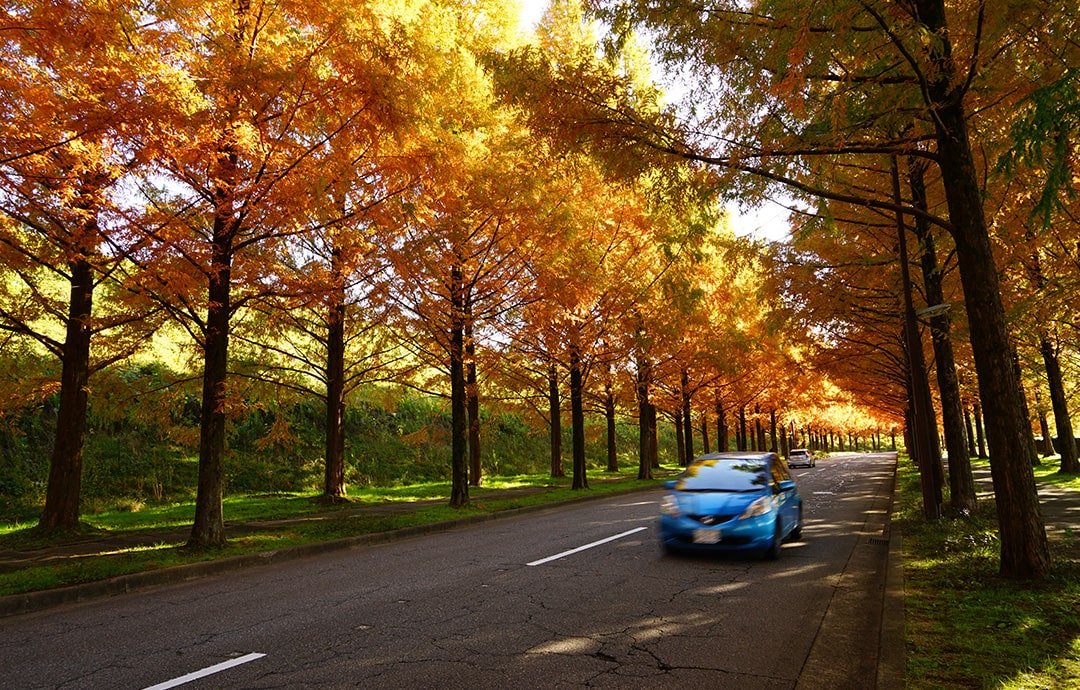 紅葉の道を走る車