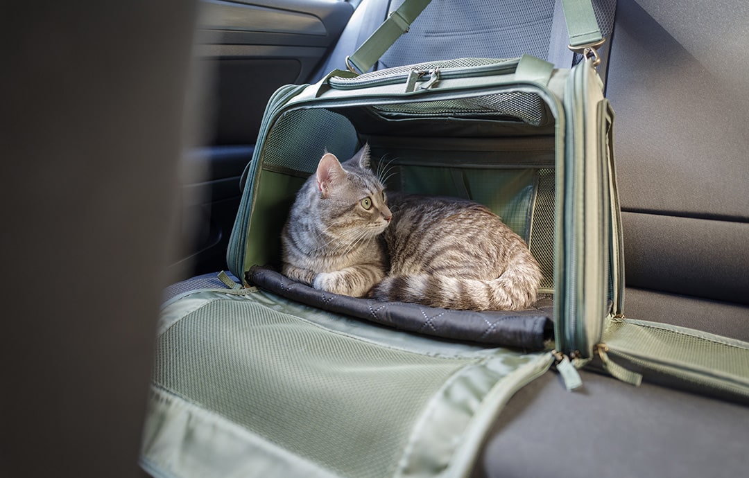 ペット用ドライブボックスに入った猫